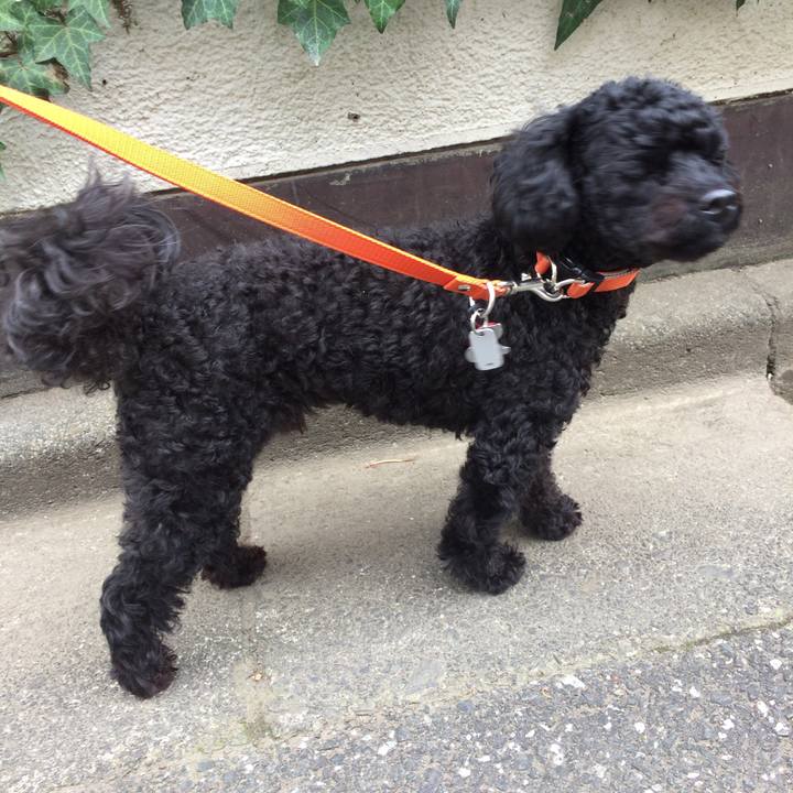 A4194dcc d7ba 4d52 b6be a31dba1965a9 1511759326898