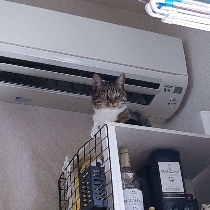 A41e2fcf 11f1 4b9b 89cb ee28039359ee 1684385170629