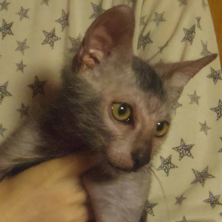 A420ac17 821b 4889 84e7 de2024602b7b 1513595484448