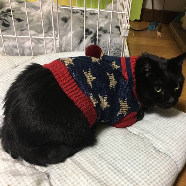 A421cb76 4ff5 43f7 88c0 6685bdb7577b 1539869640665