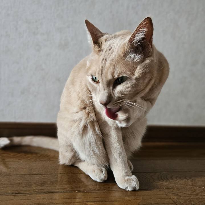 A4225702 ea8a 4391 b160 afad03f315c3 1716015182744