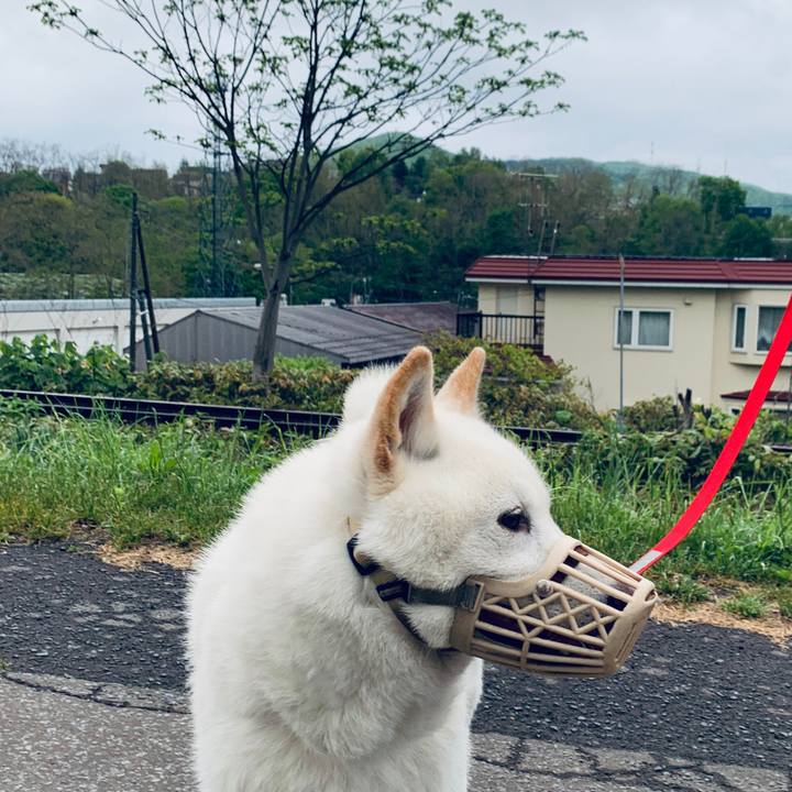 A4229e4a 0e24 4a2a a775 0239ce8377b8 1590698373223