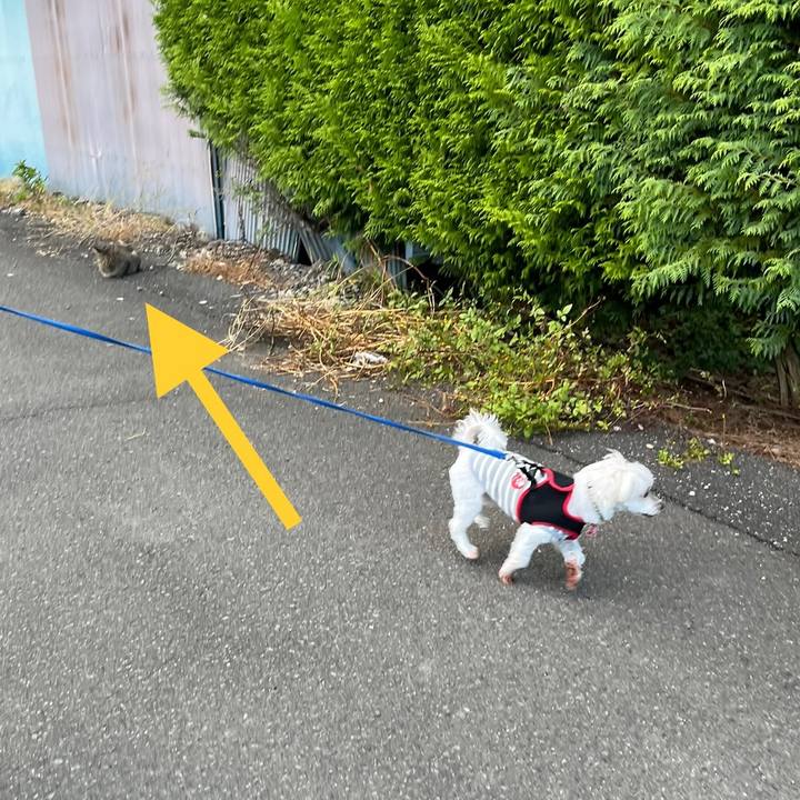 A4244dbf a6de 46aa a4d5 64ddd36a0693 1698481187764