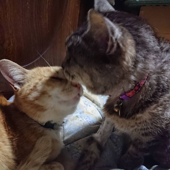 A4246677 70d0 4a58 a8d2 26d165dc5913 1588679773377