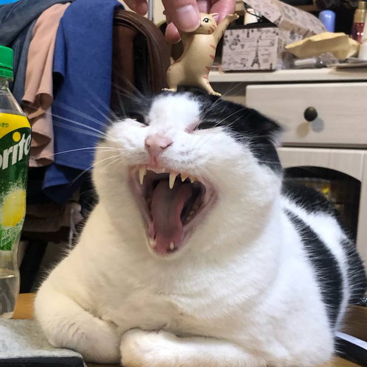 A4269e0f b4de 4f41 82ad 800cfb30c17d 1596464764161