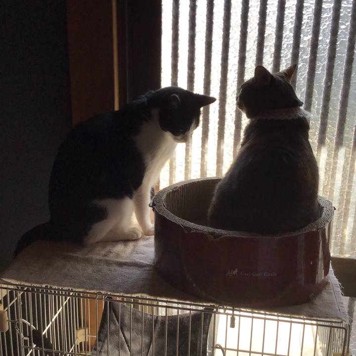 A426bc09 64d9 405a a513 fd75fa8f0a0a 1741949464893