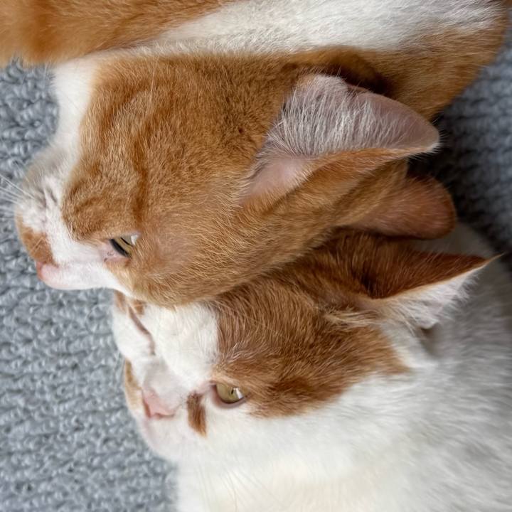 A42719d9 c7ff 4fac 90ed 1dcf7e75d9ef 1763438128810