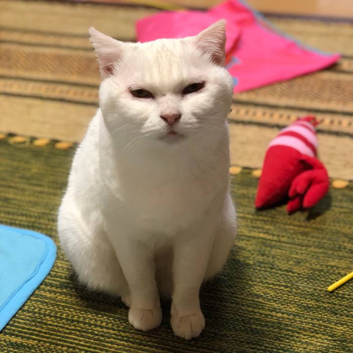 A4281cad 409d 40f9 867e 65f30eb419fd 1544443112199