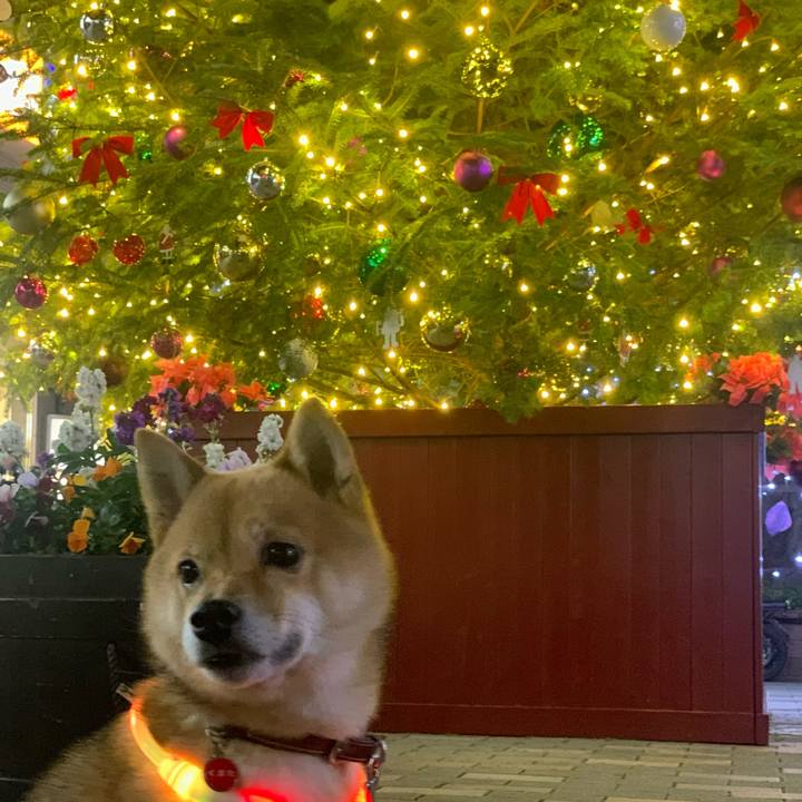 A42c28bd 0b2d 4091 a81a e864cb42f6de 1766486036775