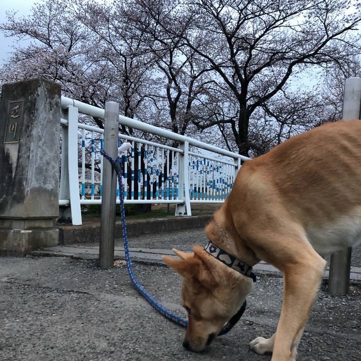 A42cb8cb 8e49 4901 9a89 ef41c9657f68 1553936921623