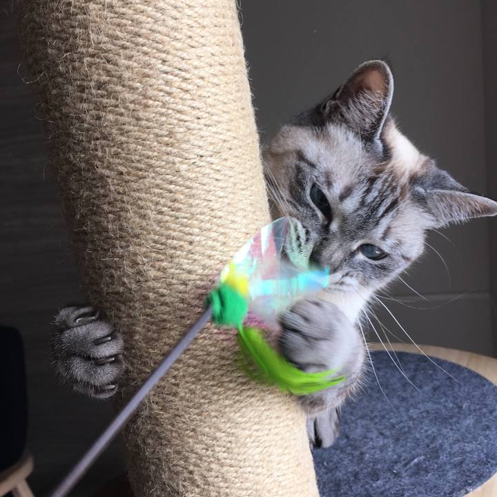 A42f0078 565a 4b71 8db5 36f2cc3134b0 1589157238763