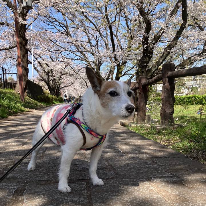 A42f9934 bd23 4ca0 a979 764889e2ac9e 1743815153133