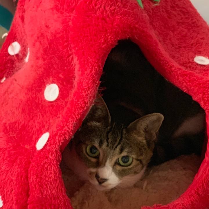 A4300886 40d4 40e7 9462 5240dcd74c33 1538098107711