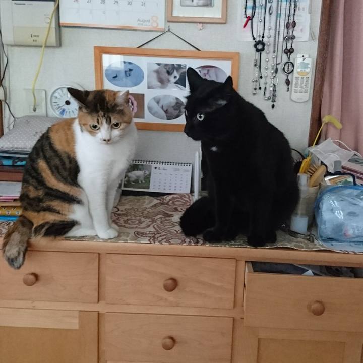 A431fcfa 3f36 41f1 bcfa 161f3f9ef8c1 1534720119795