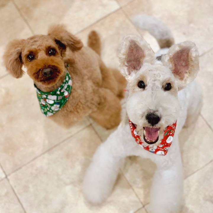 A43674be 6753 4640 bdae 1dd14913f2fd 1544256897230