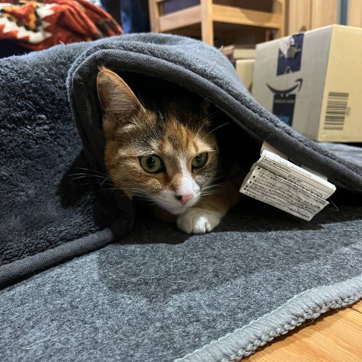 A4368f81 8c86 401e a23a d3424b4b4eb9 1648808356609