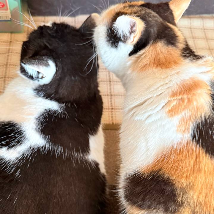 A437bc82 e6ea 43bb bb6f 8b5d3a6db693 1769911144448