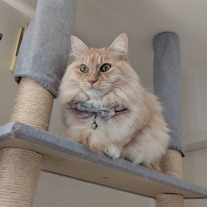 A4389569 1e5d 494a a70c 12c6510101b6 1738820769729