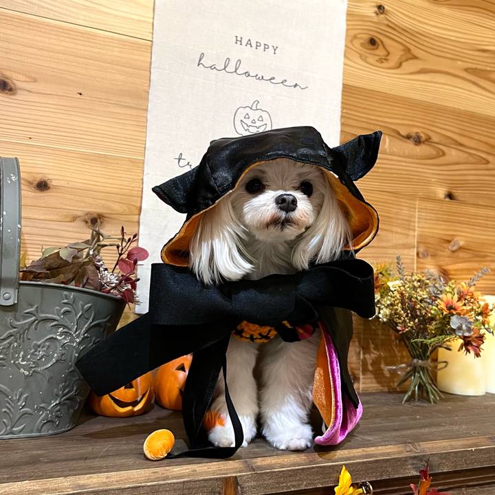 A439c55c 17bd 4f3e bcf2 7e01ee41524c 1665608592065