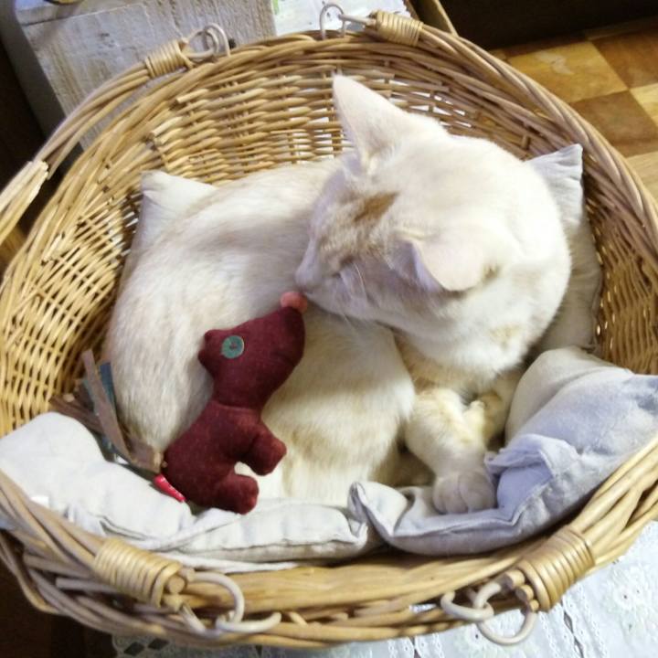 A43a6aa4 f317 42b6 8cfb f1eb01b22cef 1513325711492