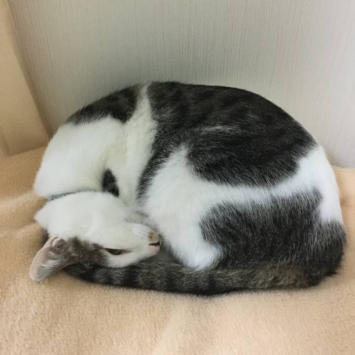 A43c8c30 1f34 4e01 a12d 661e700ecd86 1512705369816