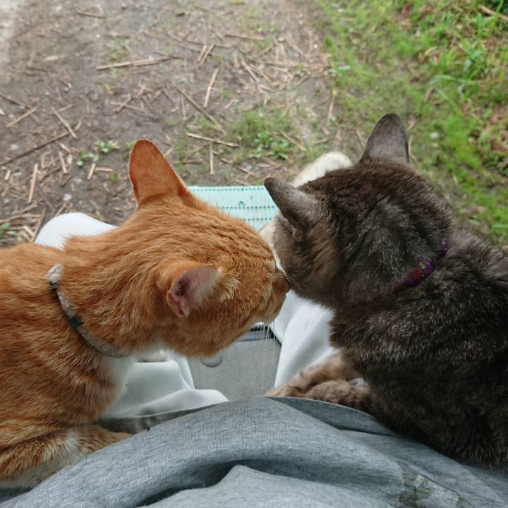 A43dda1c b02a 43b7 9814 ba6f4066fd32 1596319165126