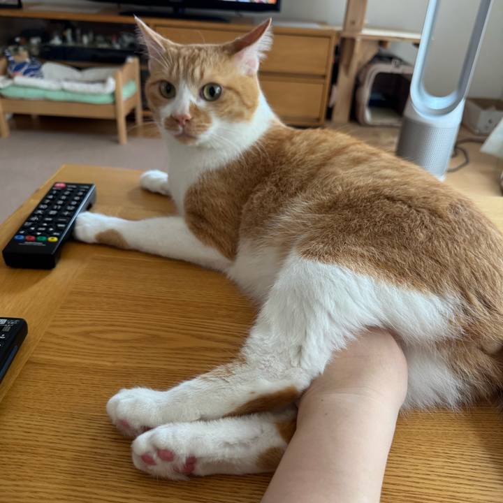 A43ebadc 20b5 4ed2 98f5 df6389063e4b 1759541562882