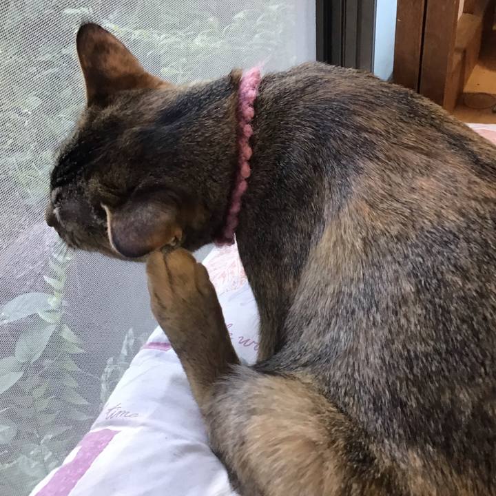 A43ef8a6 15ea 434b bc68 94b7e701e3c8 1589359960887