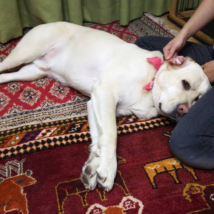 A4435597 4c08 46d3 a3bc e2ae56c777e2 1551006321262