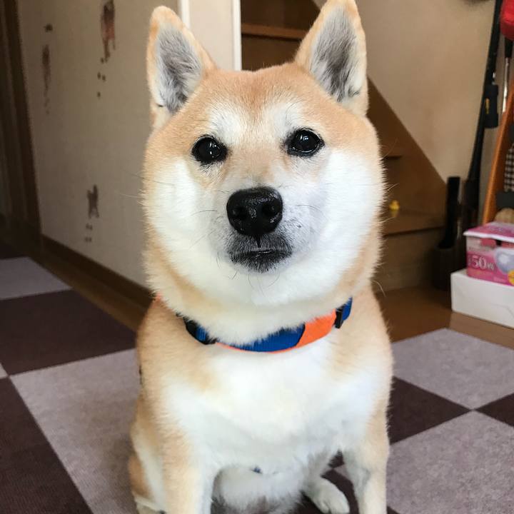 A446c342 3be2 4754 8b0c ffaa9e2bb142 1548023428630