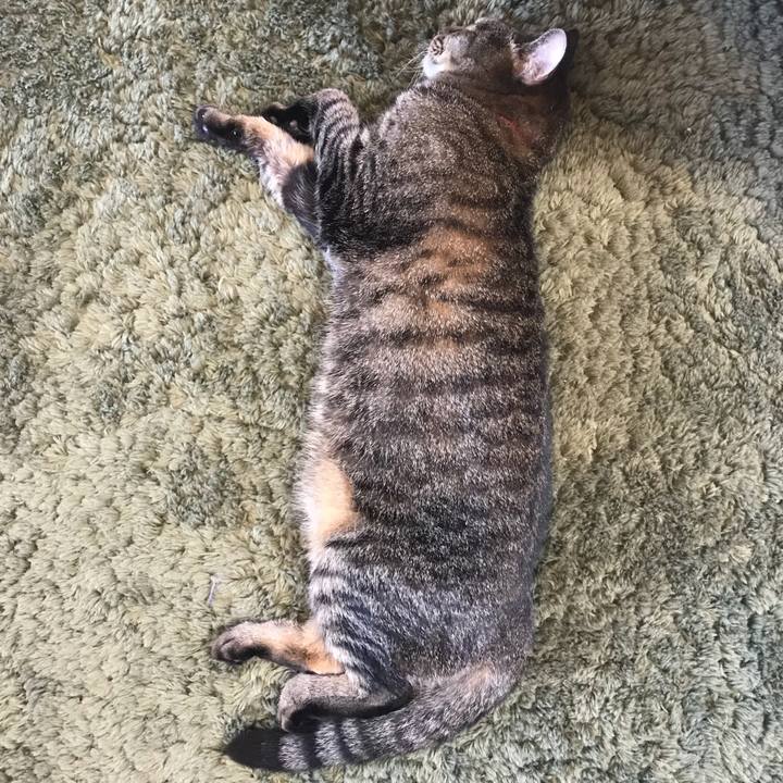 A4476521 bcc7 4b2e 809b 80f2fb3e28f6 1530514268863