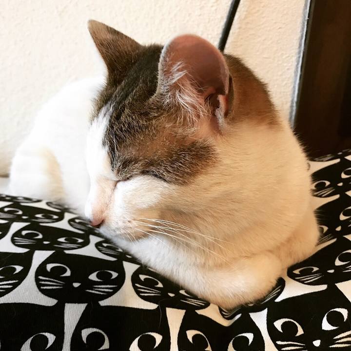 A4478983 590b 45c6 97fd 42cb1eeaabf9 1523983333207