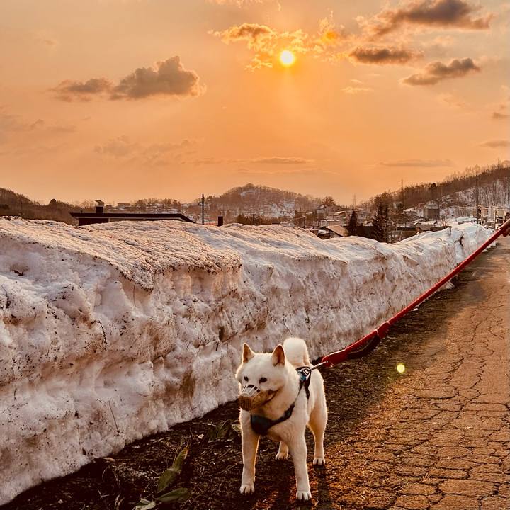 A448c612 9436 4174 a228 ca30cbaa86db 1773700319644