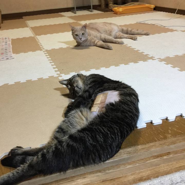 A449d49f c820 4983 9bb3 2e956eda1c0a 1533811217668