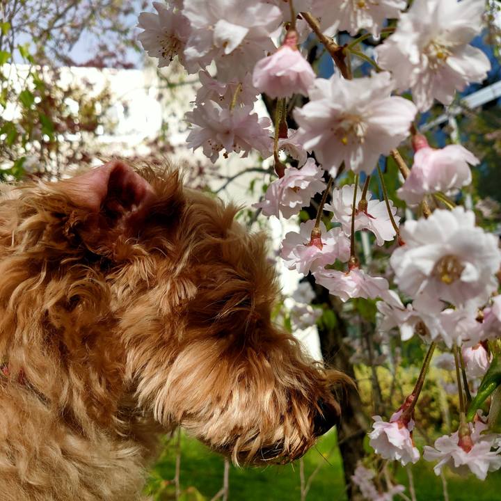 A44ac4e8 917f 4535 9e94 95b82920b008 1589159756463