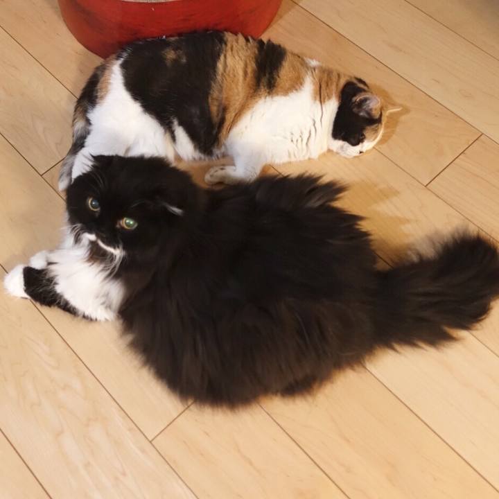 A44be1fa 23d6 4acc 90c3 b7536ae6f9d7 1561047346841