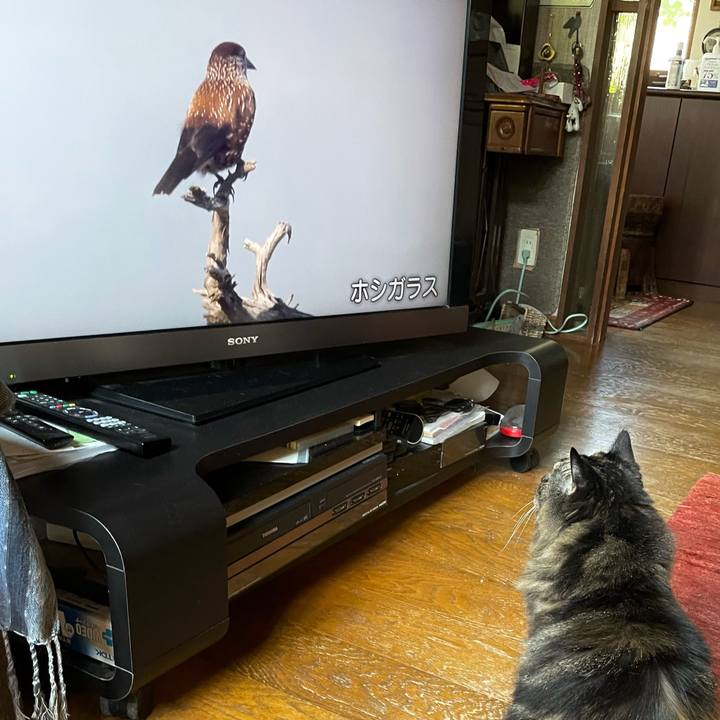 A44e894a 8cae 459b 84a5 5090ff5b369d 1688859332751