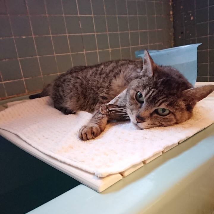 A4500393 200b 4c2c 94c3 303840ce0d06 1588411959340