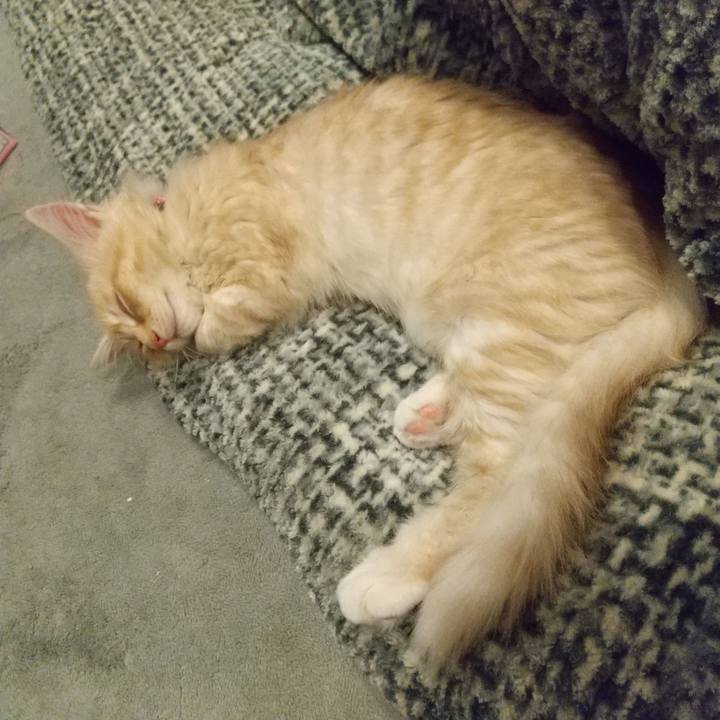 A45022ca 0085 45b6 829a 9c41d4b5d282 1605646096119