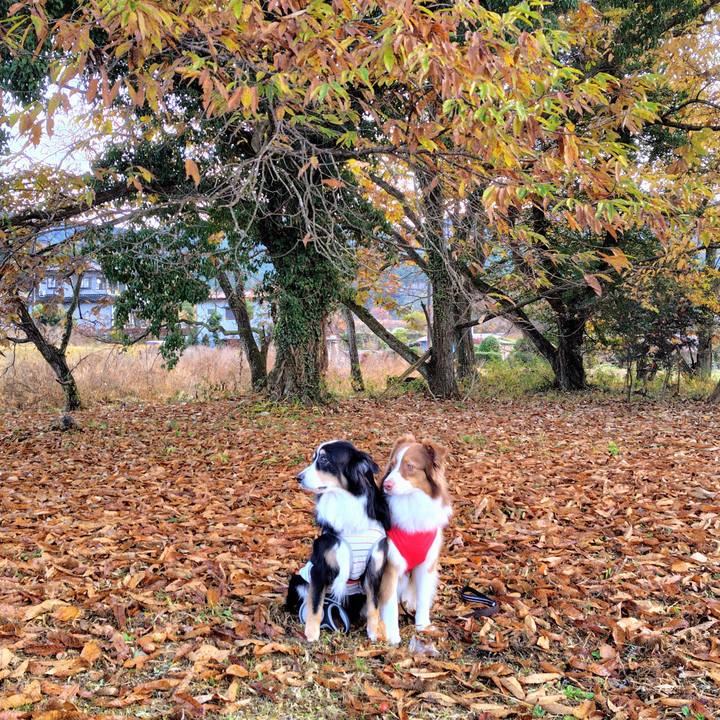 A451ba6f fac5 457f a4c4 9a332b677f9b 1765969999490