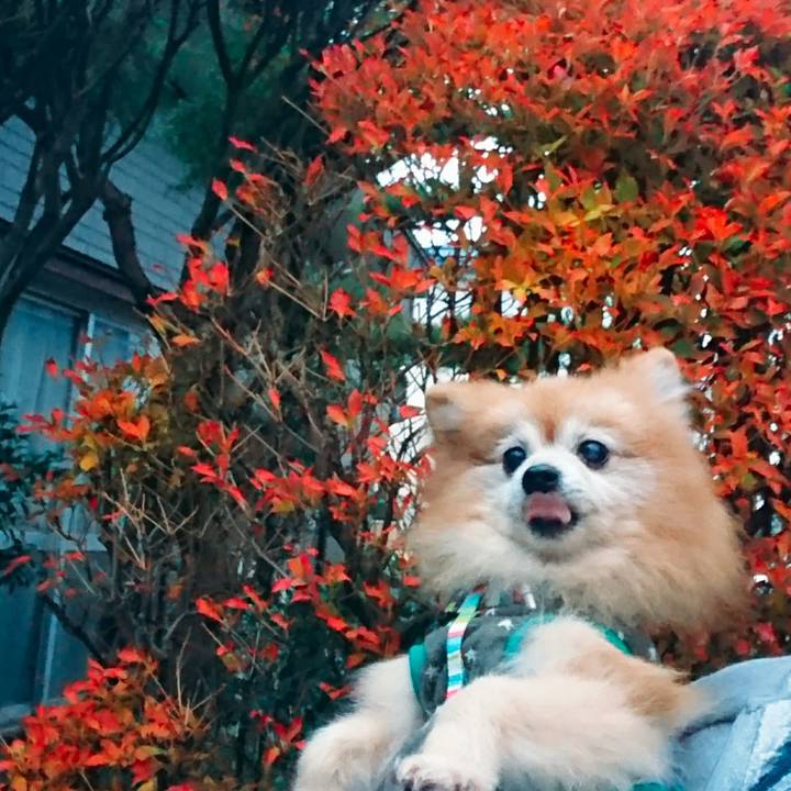 A4534ebe 4d7f 4e0a a48b 9d183a0ec488 1574464742675