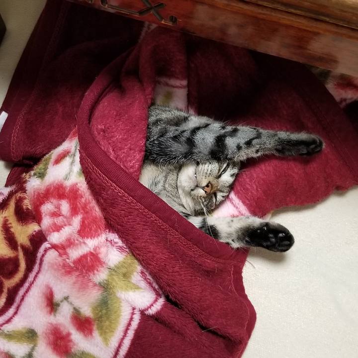 A4540f77 1694 4d29 bf44 0344316353f7 1690263638438