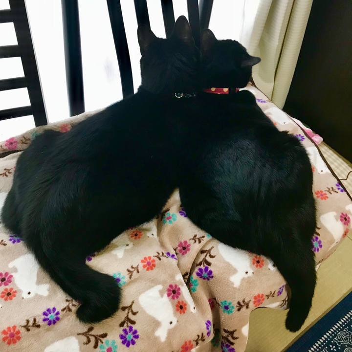 A4543d36 823c 4c60 8f0d 6e8ef514cd53 1512994768304