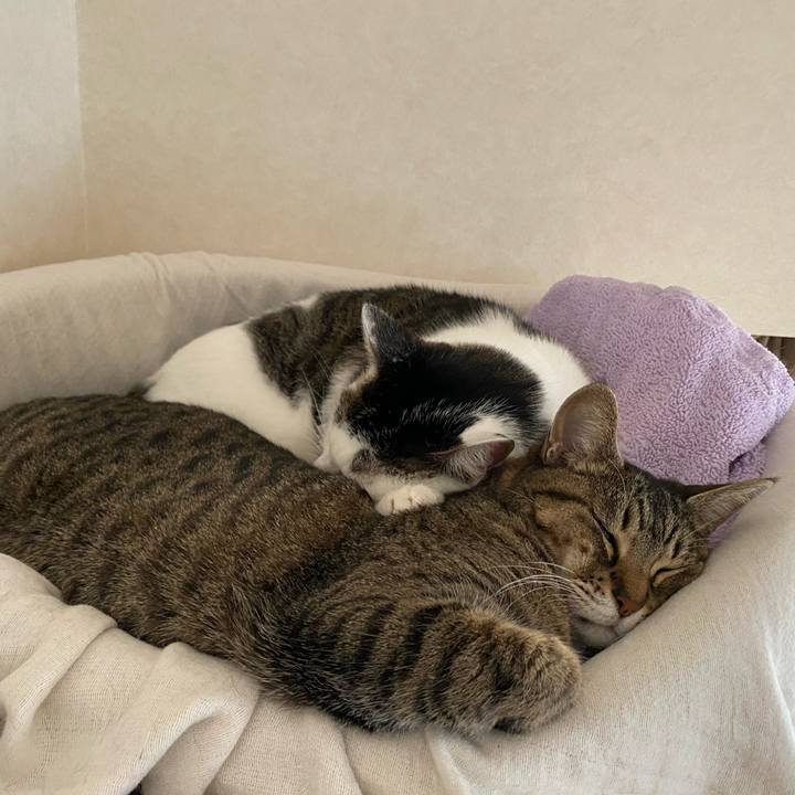 A455279d fca8 4aa6 9077 a4a729e415d0 1769498877358