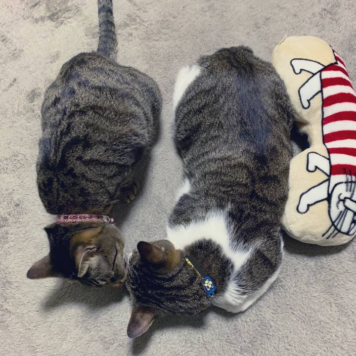 A4588136 f3c6 4e97 9dcf 404661caafe3 1550411038859