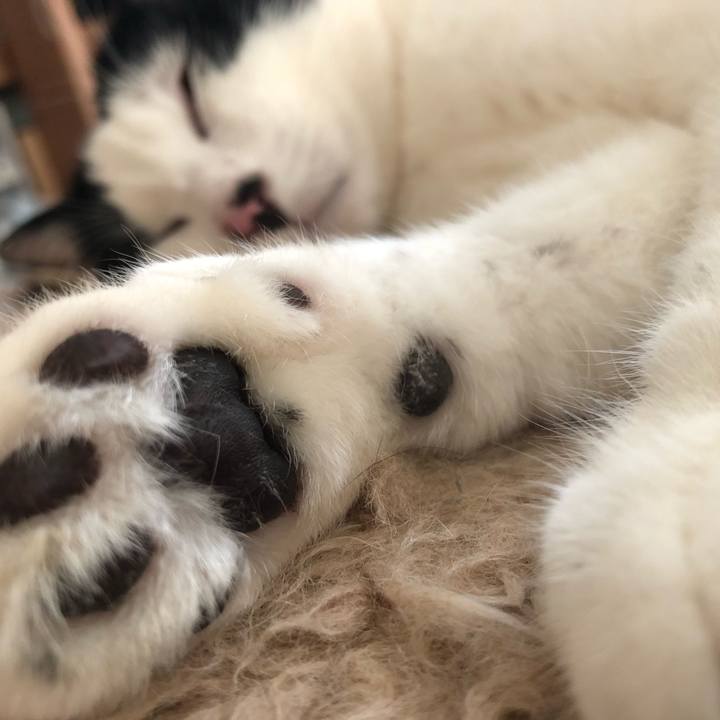 A4591e0a 334a 401f 8571 dd610b347909 1556915732708