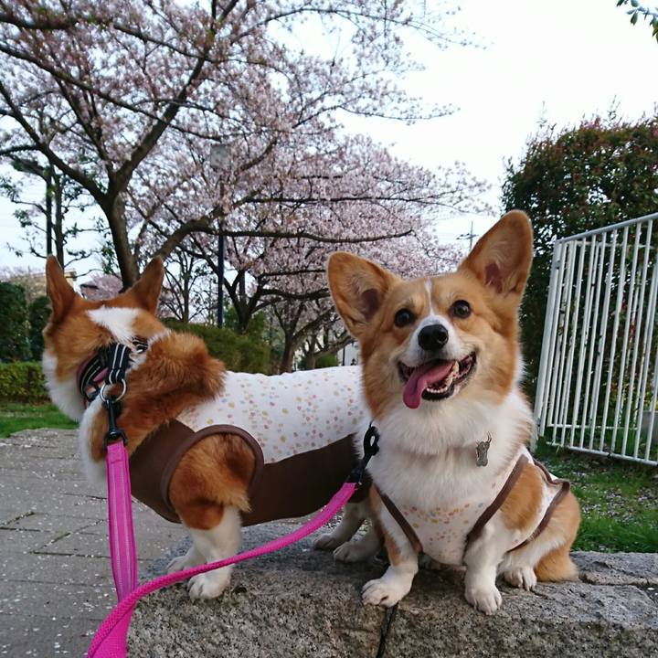 A4595daa e4d5 4220 a3b2 28214f58d66d 1522659292231