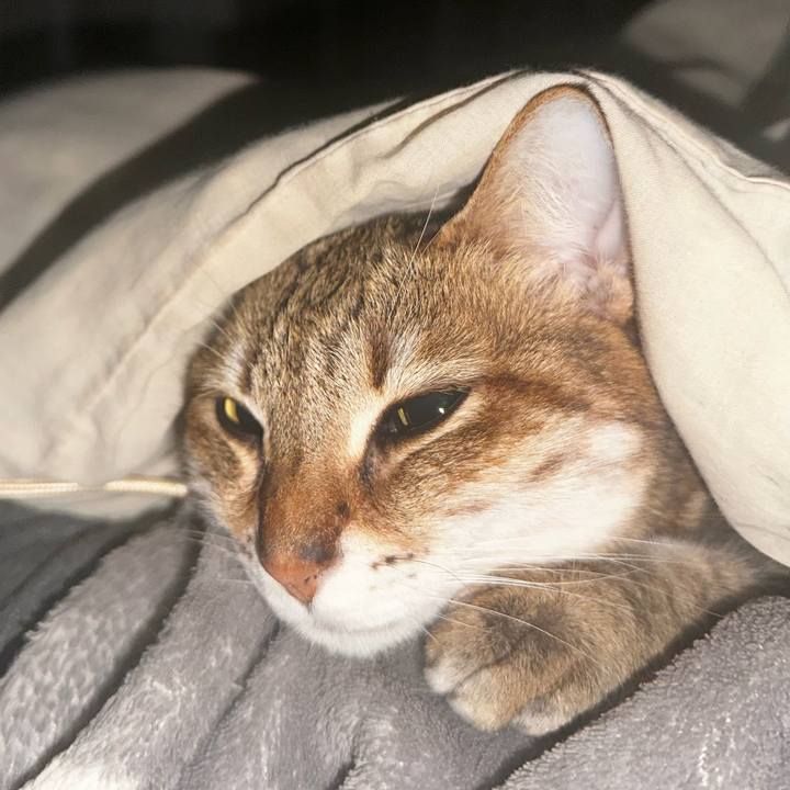 A45cb94e ec6c 4fce 82bf 469db035af03 1770561607554