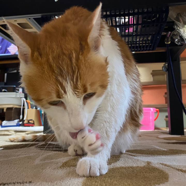 A45d4ab2 7e1e 4705 9a88 71a0b5aee3d5 1588423039576