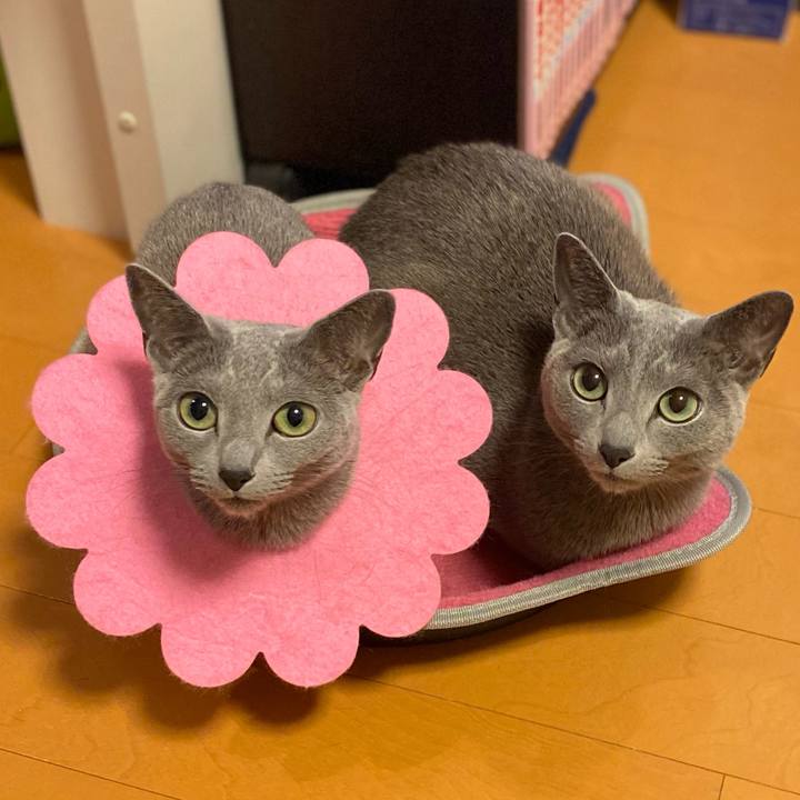 A45f5971 d3f5 47aa 8240 6a9e9e958536 1678449097285